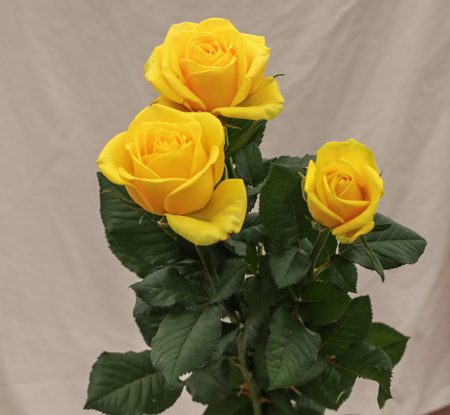 ROSE CLEOPATRA 60